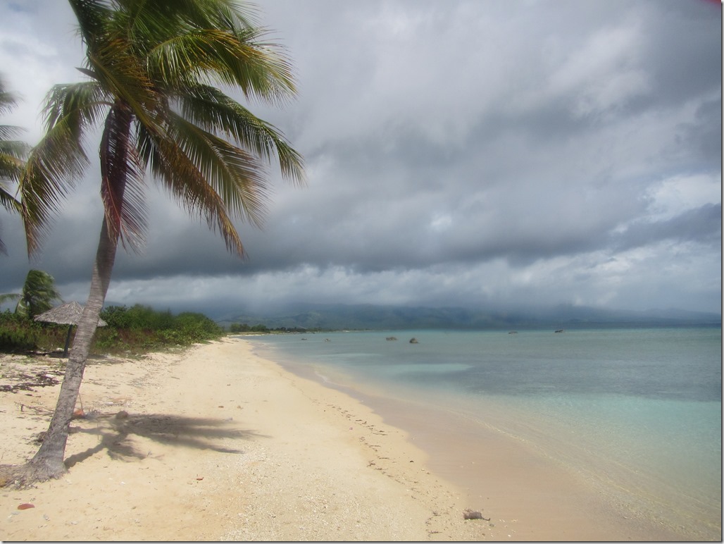 rainy_palm