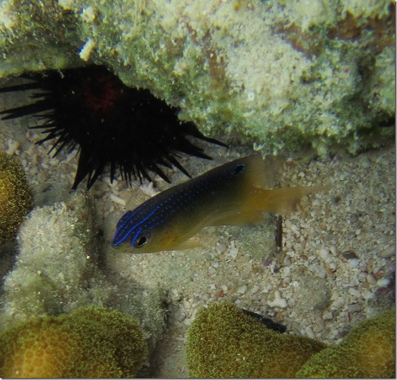 snorkel