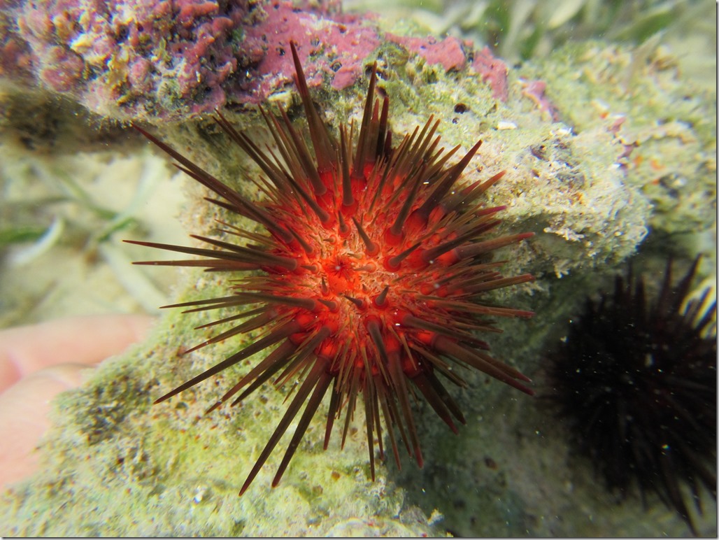 urchin
